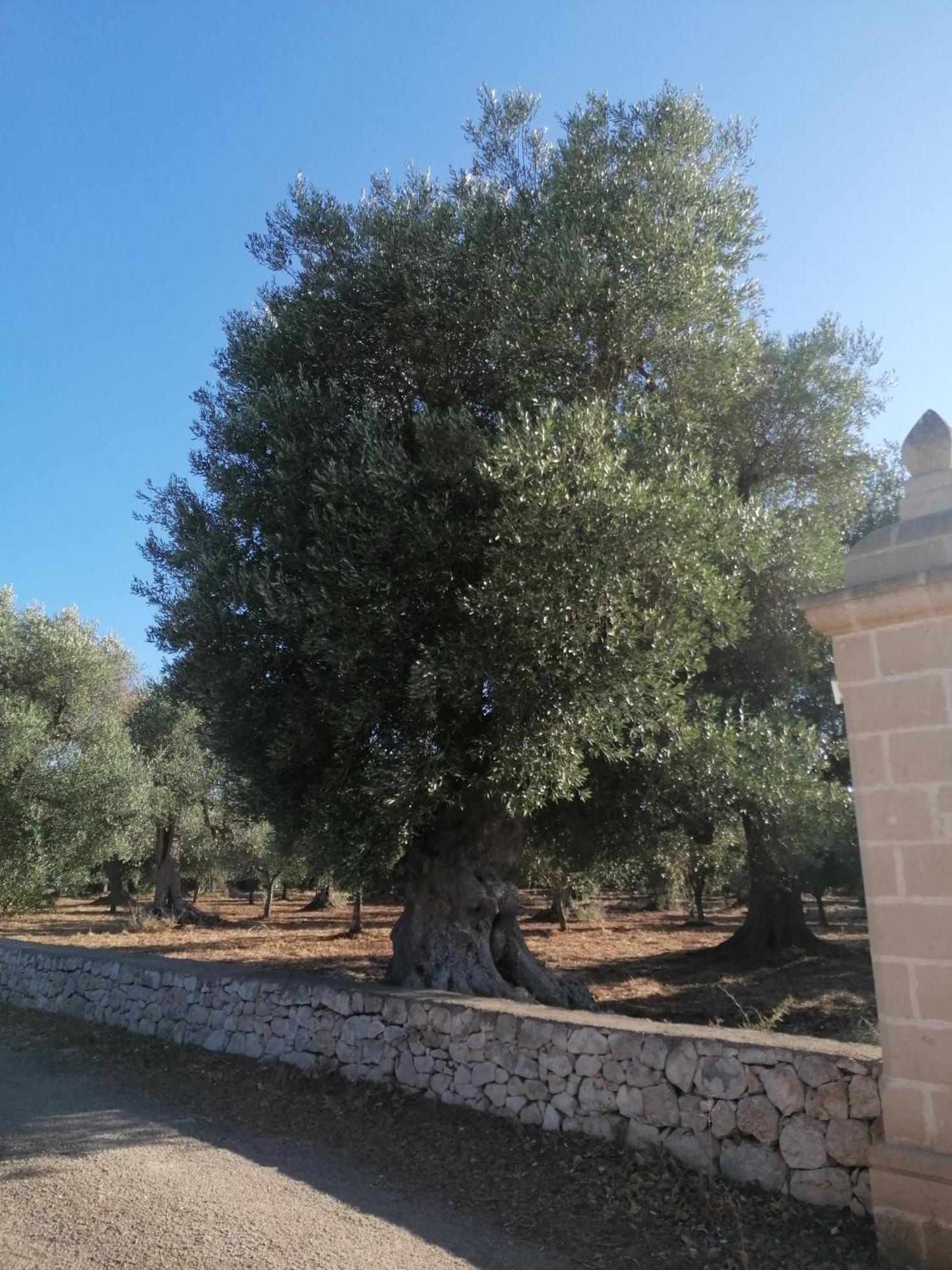 Masseria Le Betulle San Vito dei Normanni Zewnętrze zdjęcie